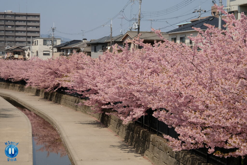 淀水路河津櫻