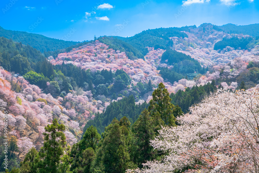吉野山櫻花
