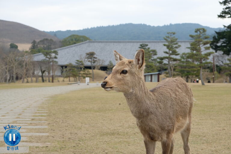 奈良一日遊散策路線，完美攻略小鹿、東大寺、若草山與必吃美食