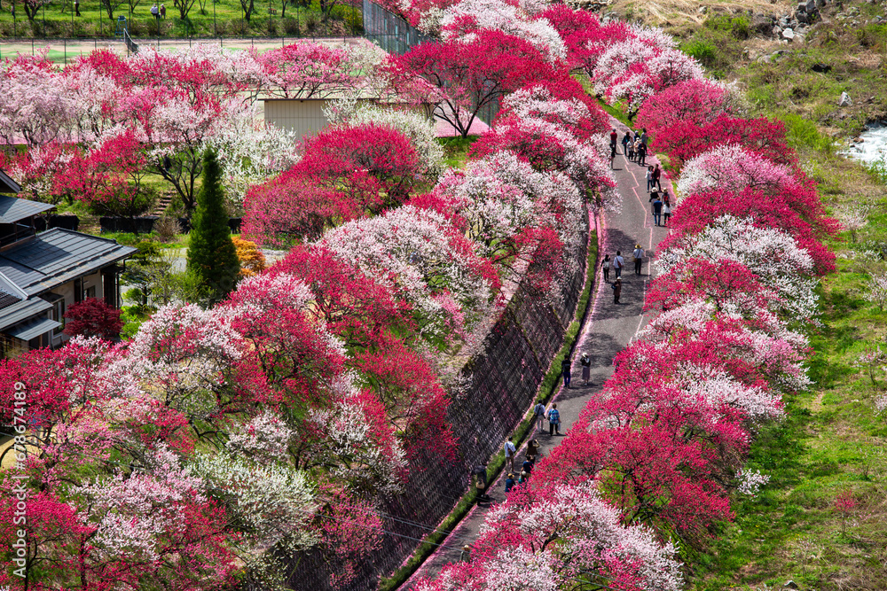 花桃の里