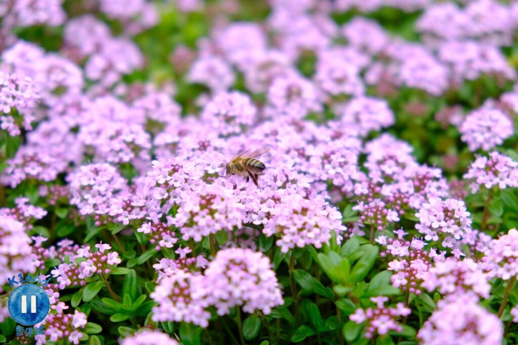 神戶布引香草園