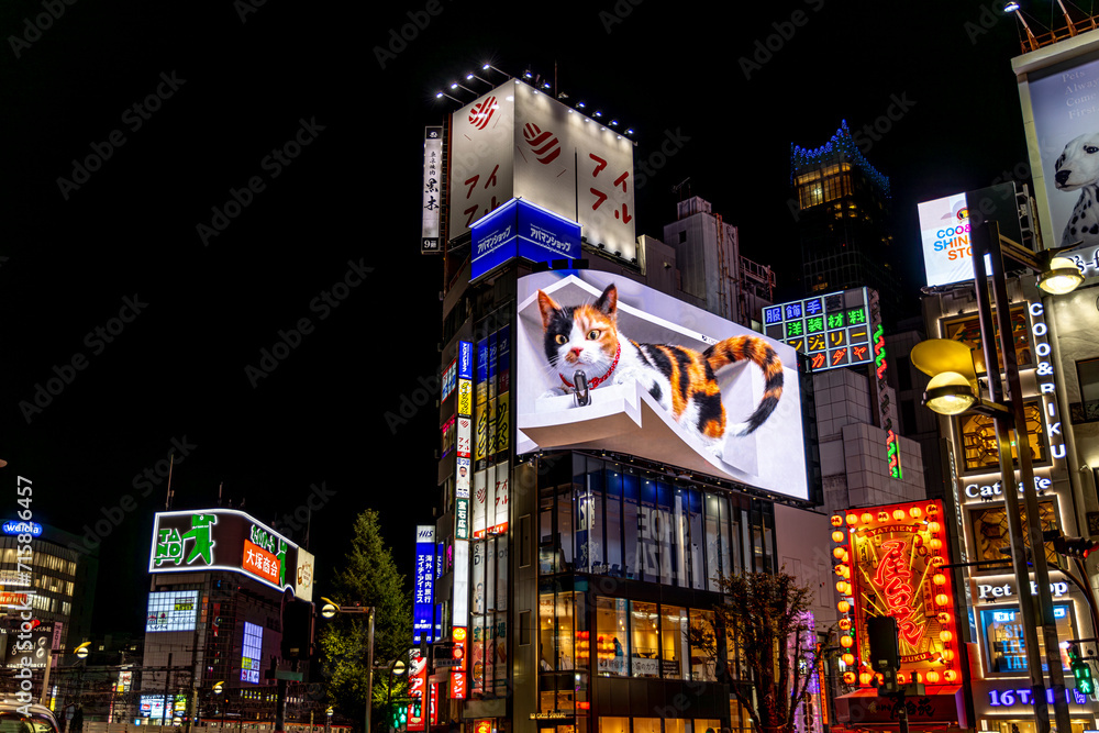 新宿東口的貓